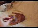 Kitteh Milk Ring Toss Kitteh Milk Ring Toss