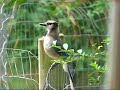 Young Blue Jay Young Blue Jay