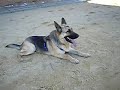 Rex descansando Rex descansando