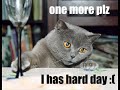 LolCats! LolCats!