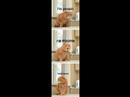 LolCats!