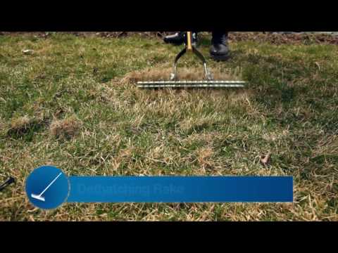 how to properly aerate your lawn