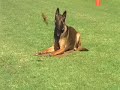 Malinois obedience training
