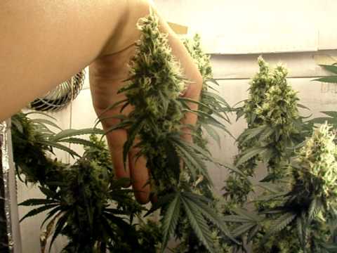 how to grow weed and harvest it