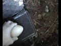 California Condor Redwood Nest Part 1