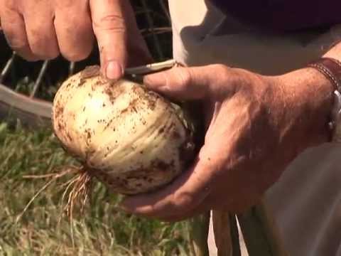 how to know when an onions is ready to harvest