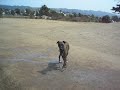 Flying Brunooooo