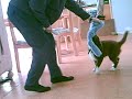 Tia Playing Tug