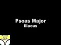 Psoas Trigger Points