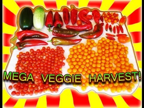 how to harvest kentucky wonder beans