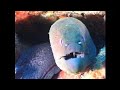 Hin Daeng Part 2 Scuba Adventure Liveaboard