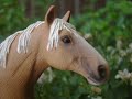 my schleich horses my schleich horses