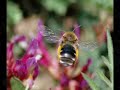 bumble bee cam