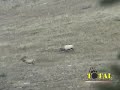 Elk Hunting British Columbia