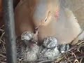 Fire Eggscape - A New York Bird Story