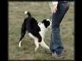 Border Collie video