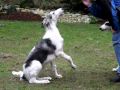 2010-03-02 | Sedona Borzoi - Singing Puppy ~> Alek Just Loves The Harmonica - Or Does He????? (<span>0:)
