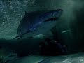 Swimming with Sharks