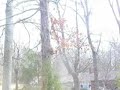All Squirrels Must Die All Squirrels Must Die