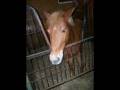 videos de Tribute To Bobo + LLB 1 2 3 4