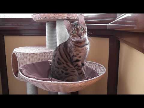 Video Bastet vom Brockenmoor