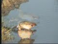 Egyptian Geese & Brown Headed Parrot Egyptian Geese & Brown Headed Parrot