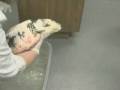 videos de Veterinary care isnt just for dogs and cats anymore