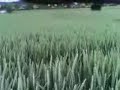 RC Heli-Cam in Cugy / Switzerland