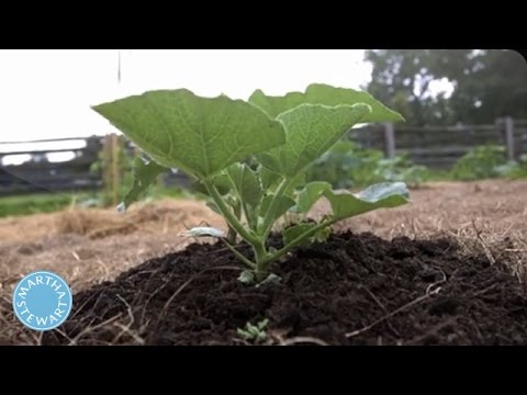 how to grow zucchini in a garden