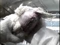 Hens Abused at Major California Egg Factory Farm Hens Abused at Major California Egg Factory Farm