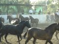 Rancho Jimenez Lleguas