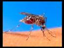 World Swim Against Malaria