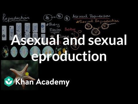 Advantages of asexual reproduction in starfish and coffee Advantages of asexual reproduction in starfish and coffee