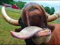 animales graciosos iii