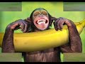animales graciosos iii