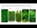 Easiest Moss To Grow In Aquarium
