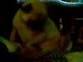 pug qui se pique une branlette loll drole a voir pug qui se pique une branlette loll drole a voir