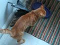 My Mischievous Kitty getting stuck on Bag Handle My Mischievous Kitty getting stuck on Bag Handle