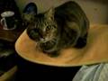 おねだり猫/The cat asks me for catfood