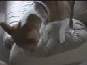 Basenji TP Party