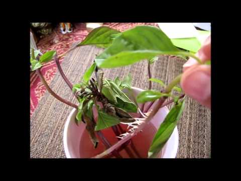 how to plant thai basil