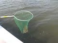 Flounder and Rigging