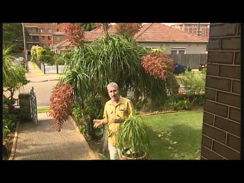 how to transplant elephant foot palm
