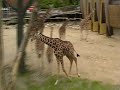 Naar een dierentuin in Nederland, een origineel cadeau van Pluimen.nl!