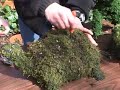 STEPABLE topiaries