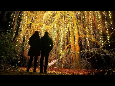 Lichter für die Weihnachtsstimmung im Botanischen G ...