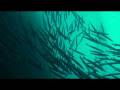 videos de Crocodile Rock