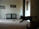 Crazy Pups