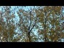 Crazy amount of Blackbirds! Crazy amount of Blackbirds!
