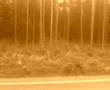 videos de elg